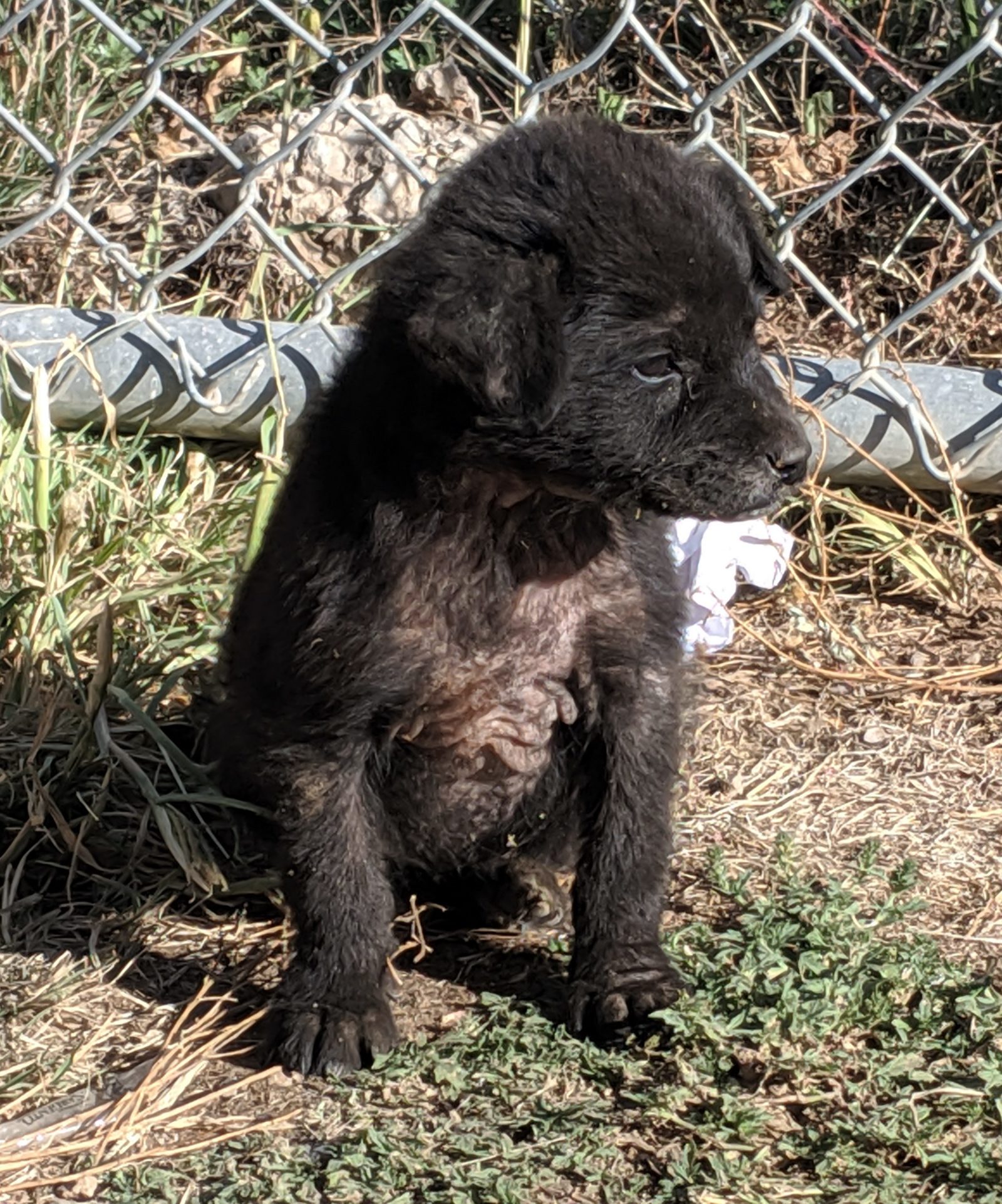 Rescue Puppy for Adoption in Show Low, Arizona